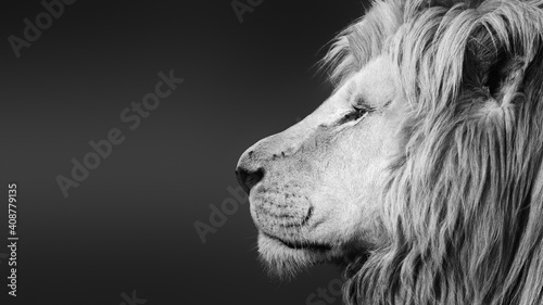 Large white male lion ( Panthera leo ) black and white facial side portrait close-up with text space. Stock