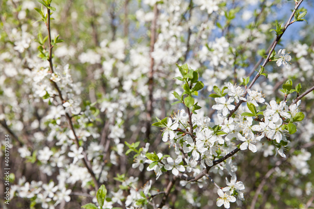 Branch with white flowers. Blooming cherry. Cherry tree with white flowers in spring. Sunny weather and blossoming trees in spring.