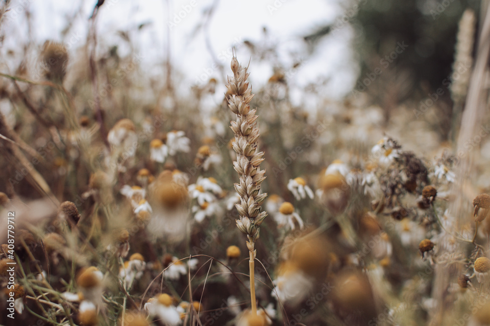 Golden Fields