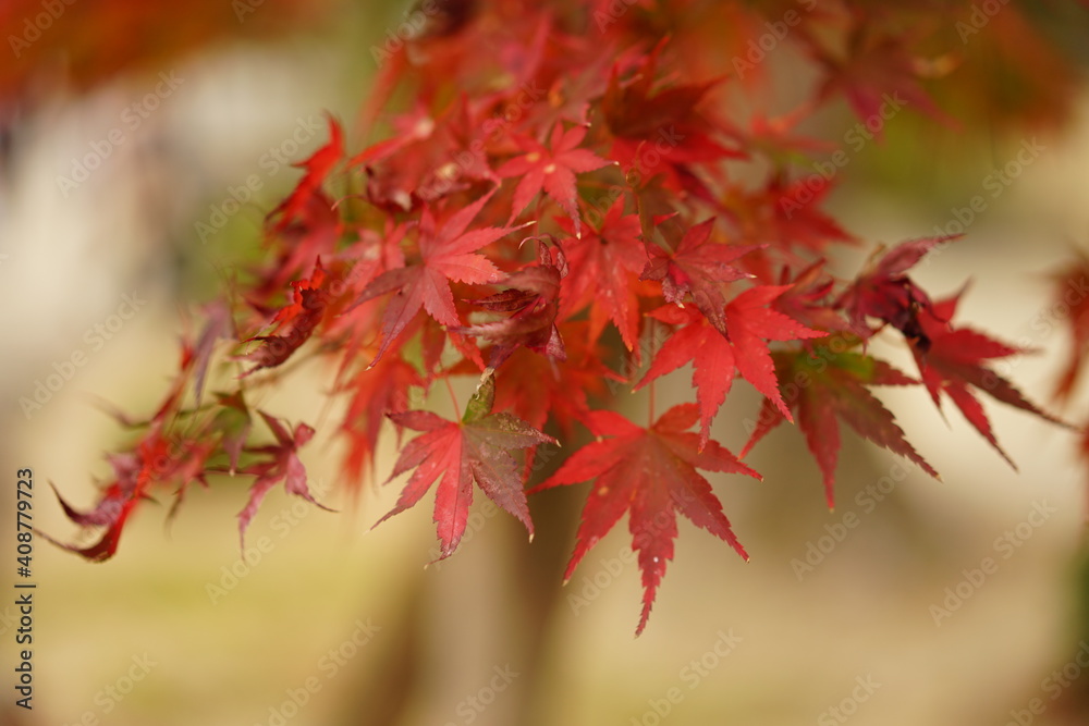 紅葉