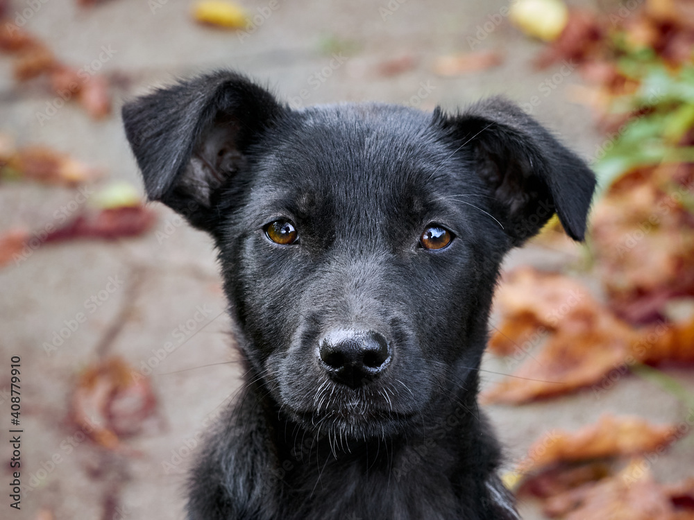 Black puppy on the grass . Black puppy on the grass .