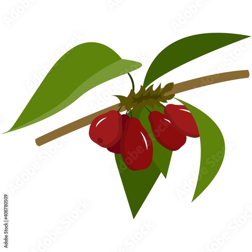 Dogwood fresh berries on stem with leaves flat vector icon