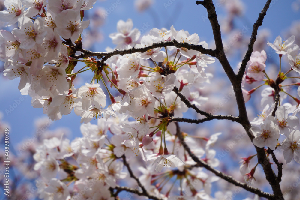 京都　満開の桜のイメージ
