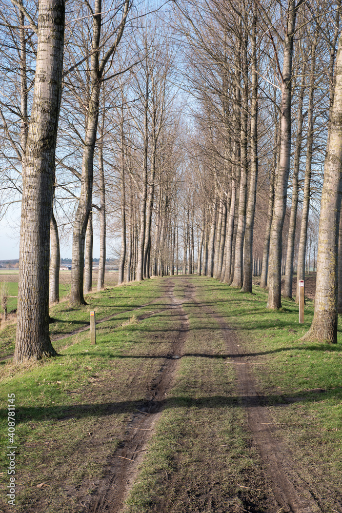 Vertical photo of a dirt road between tall trees
