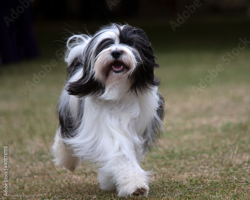 Foto Tibetan Terrier
