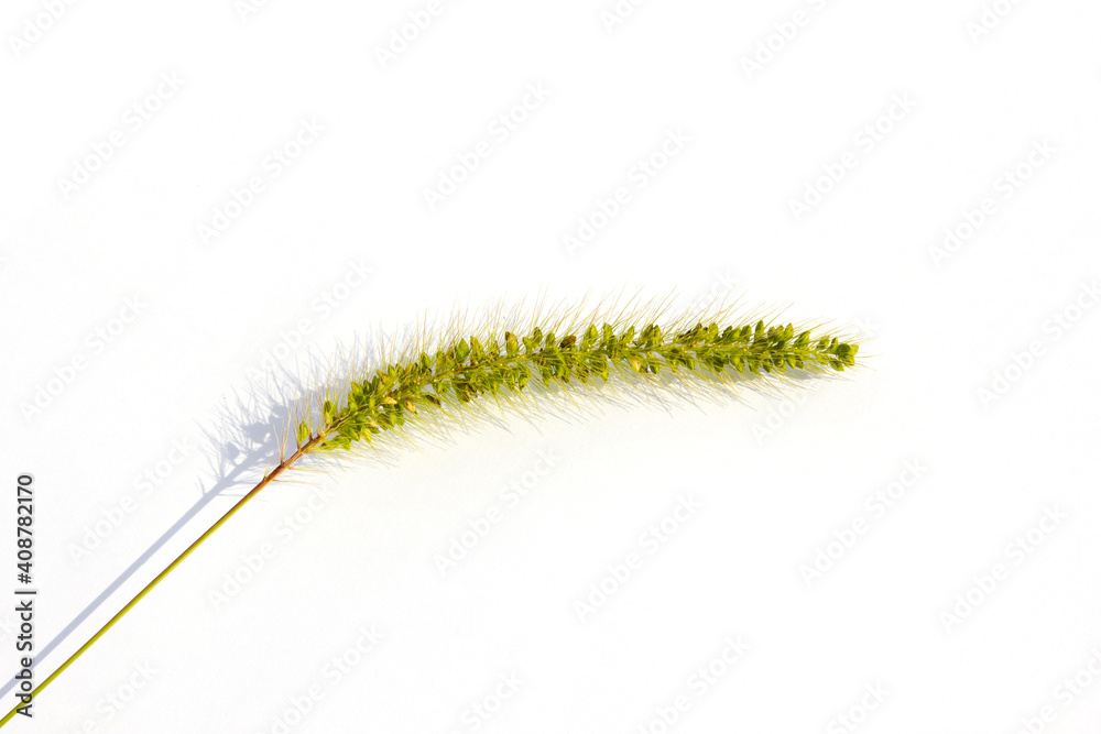 Ear of green foxtail grass, green bristlegrass, or wild foxtail millet isolated on white background. Setaria viridis Ear of green foxtail grass, green bristlegrass, or wild foxtail millet isolated on white background. Setaria viridis