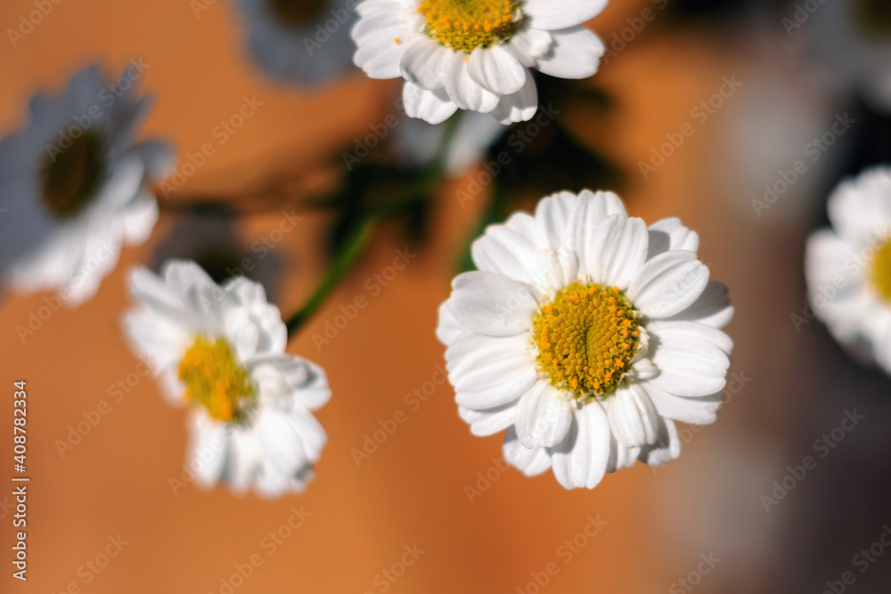 Obraz premium Close-up of a bouquet of chrysanthemum field daisies. Chamomile chrysanthemum close-up. White beautiful daisies for a postcard. Herbal medicine, decoction, hand care.