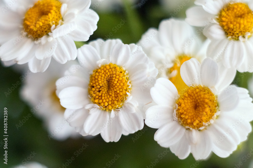 Fototapeta premium Close-up of a bouquet of chrysanthemum field daisies. Chamomile chrysanthemum close-up. White beautiful daisies for a postcard. Herbal medicine, decoction, hand care.