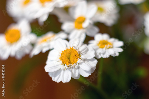 Close-up of a bouquet of chrysanthemum field daisies. Chamomile chrysanthemum close-up. White beautiful daisies for a postcard. Herbal medicine  decoction  hand care.