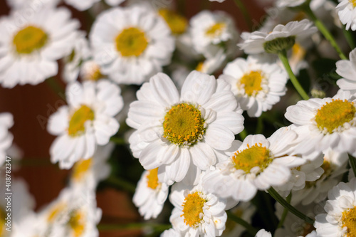 Close-up of a bouquet of chrysanthemum field daisies. Chamomile chrysanthemum close-up. White beautiful daisies for a postcard. Herbal medicine, decoction, hand care. © ylyastik