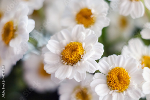 Close-up of a bouquet of chrysanthemum field daisies. Chamomile chrysanthemum close-up. White beautiful daisies for a postcard. Herbal medicine  decoction  hand care.