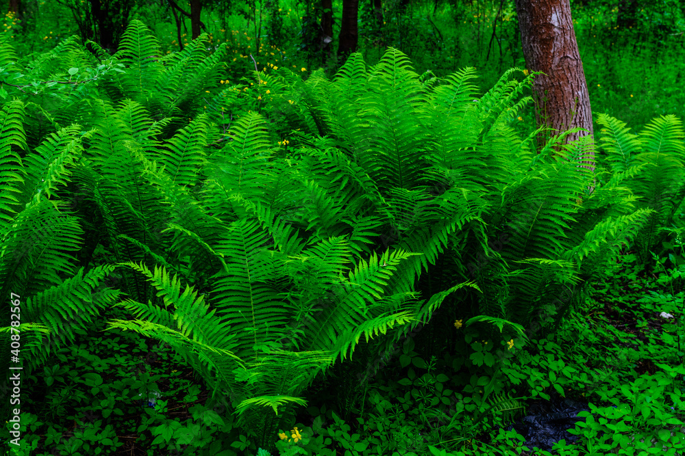 Green fern plants in the forest on spring Green fern plants in the forest on spring