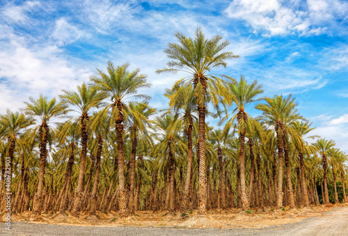 Date palm trees plantation. Middle east agriculture. Israel
