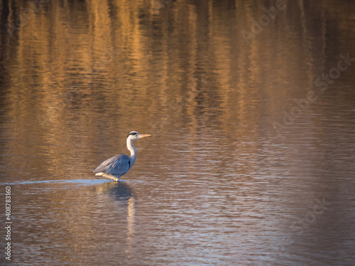 grey heron standing in water on a lake in Burgenland
