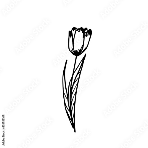 Doodle blooming tulman on a white background isolated can be used for the design of florist business cards  textiles 