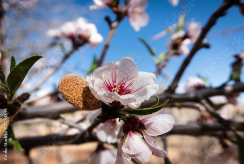 Almond tree flower heads in spring sunshine in Morocco