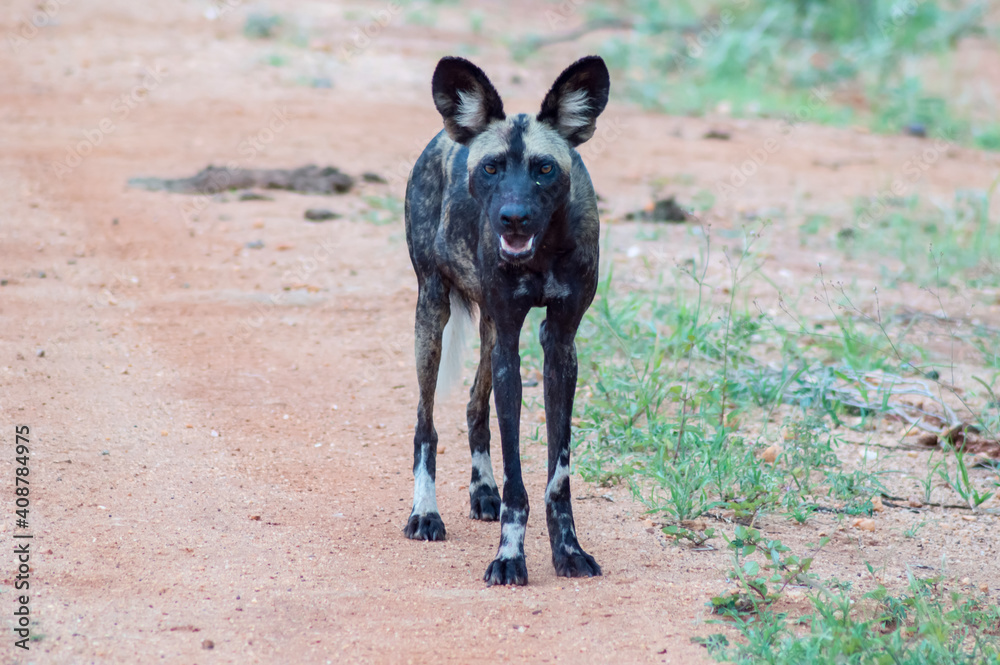 African wild dog (Lycaon pictus), also called painted dog African wild dog (Lycaon pictus), also called painted dog