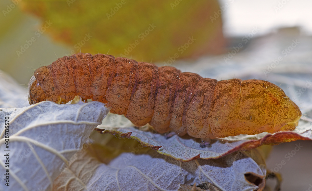 Raupe der Achateule