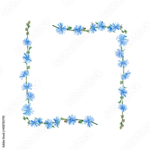 Watercolor pattern with chicory flowers. Suitable for printing on fabrics and packaging paper. Bright and juicy.
