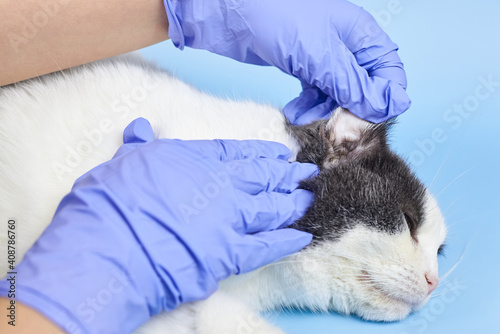 Fototapeta Naklejka Na Ścianę i Meble -  A veterinarian in medical gloves is checking the ear of an adult cat.