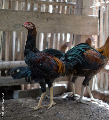 Balinese Rooster photo