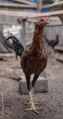 Balinese Rooster photo