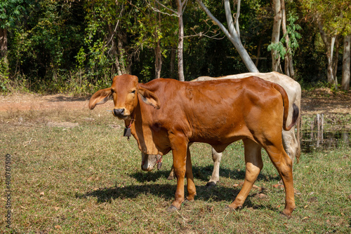 Close up portrait of cow in farm background. Cows standing on the ground with farm agriculture. Traditional cow in asia, cow resting. Image contain grain, soft focus and selective focus. © pornsawan