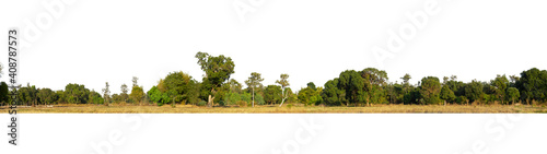 Foto Panorama View of a High definition Treeline isolated on a white background