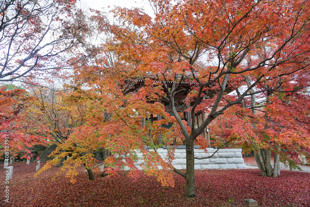 Fototapeta premium 秋の京都 智積院の紅葉