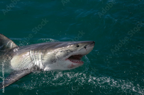 Shark coming to the surface in Gansbaai of South Africa…