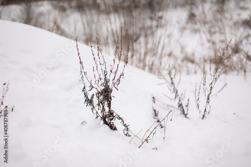 a withered plant peeping out of the snow 