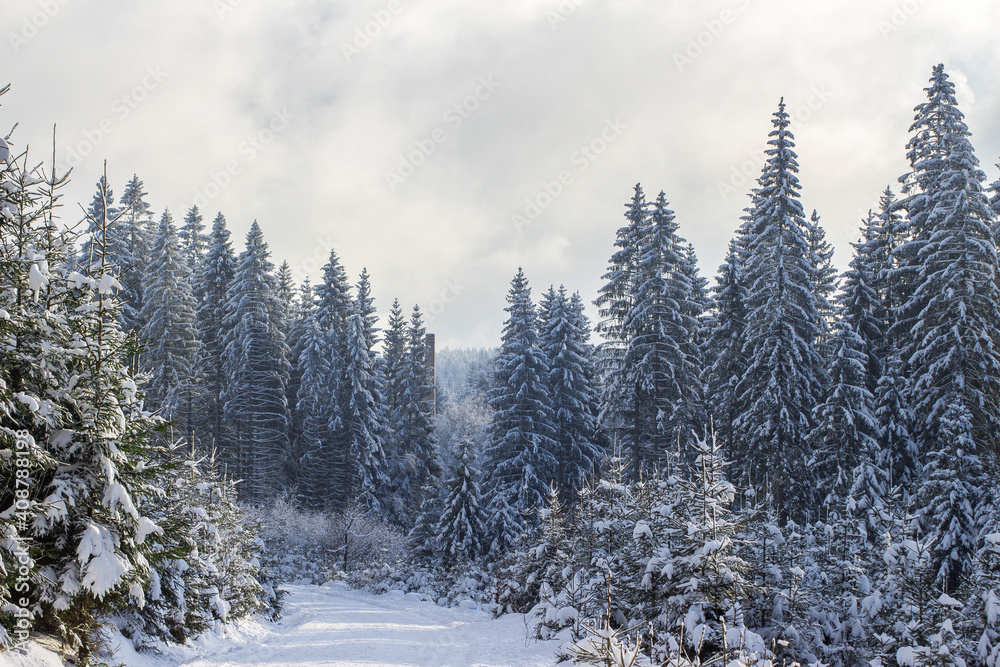 Fototapeta premium snow covered winter landscape with big fir trees and cloudy sky