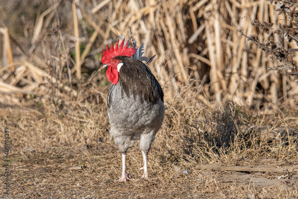 Portrait of black and white rooster (Gallus gallus domesticus) Portrait of black and white rooster (Gallus gallus domesticus)