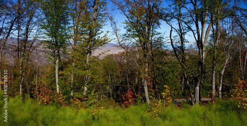 Beautiful autumn forest.