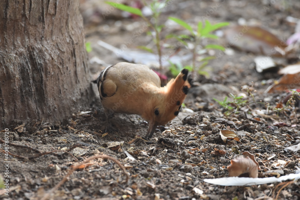 Obraz premium Bird on ground