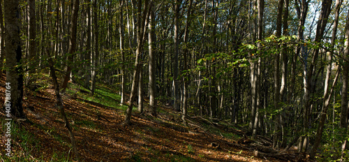 Beautiful autumn forest.