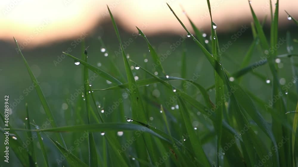 Close up of water dew drops and small insects on the green grass with a nice bokeh effect in the morning. Harmony of the sunrise golden hour in the wheat field. Sounds of nature and strong wind.