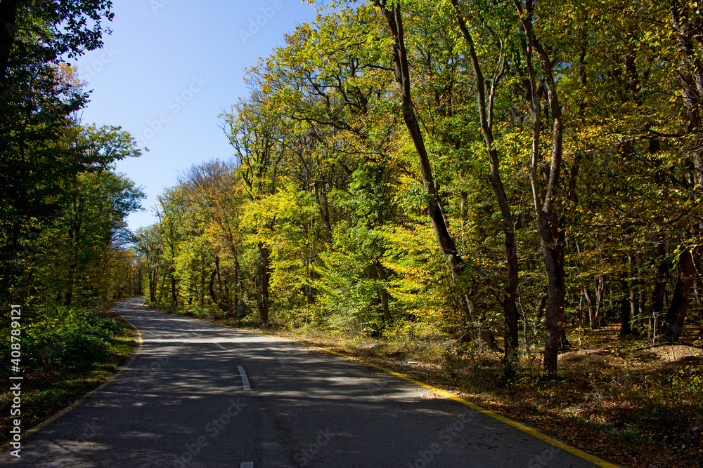 A beautifully stretching road in the forest.