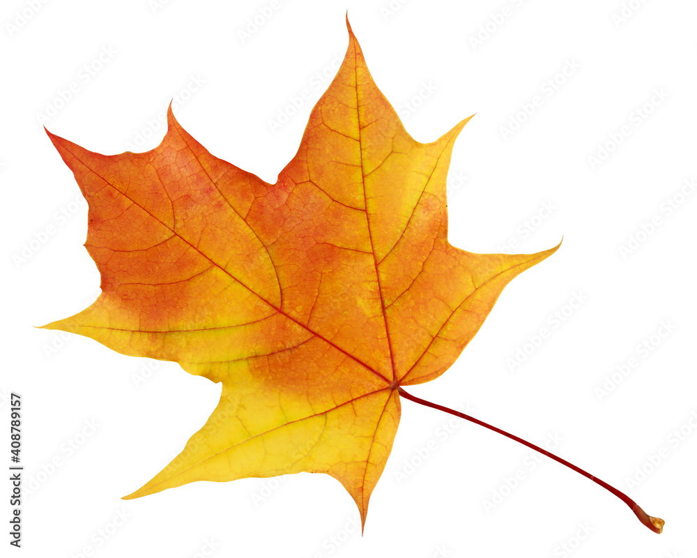 autumn maple leaf for herbarium. a yellow-orange leaf isolated on a white background with a clipping path. autumn maple leaf for herbarium. a yellow-orange leaf isolated on a white background with a clipping path.