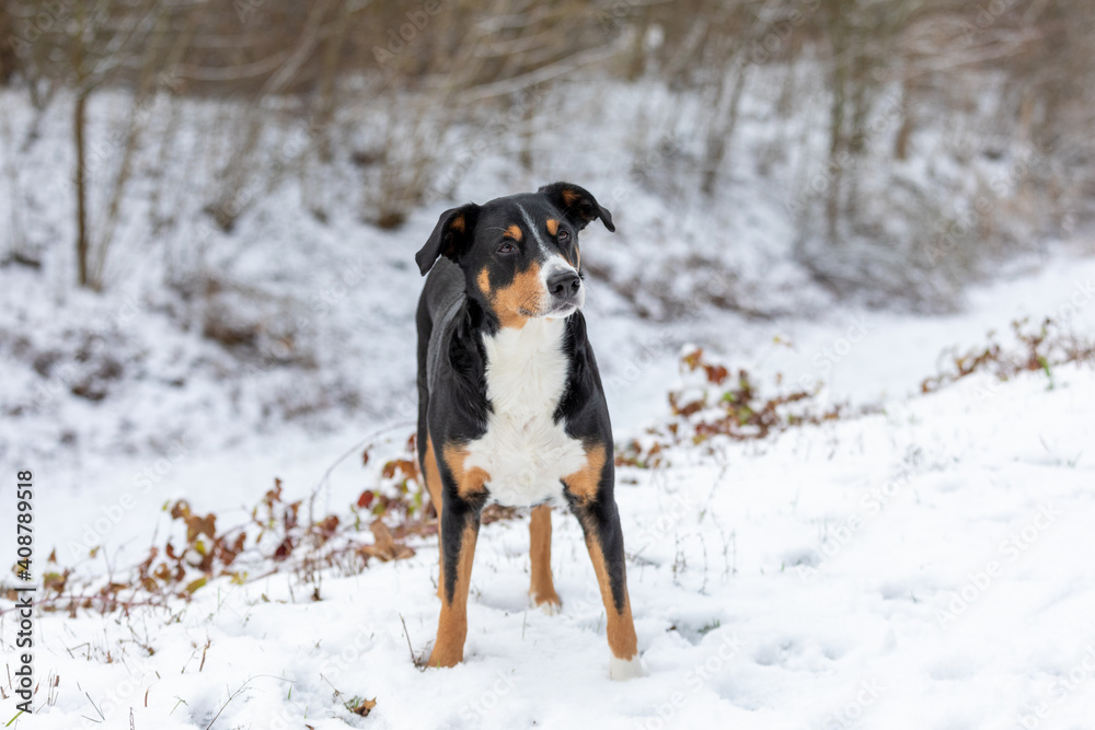 Dog is standing in the snow. Appenzeller Sennenhund