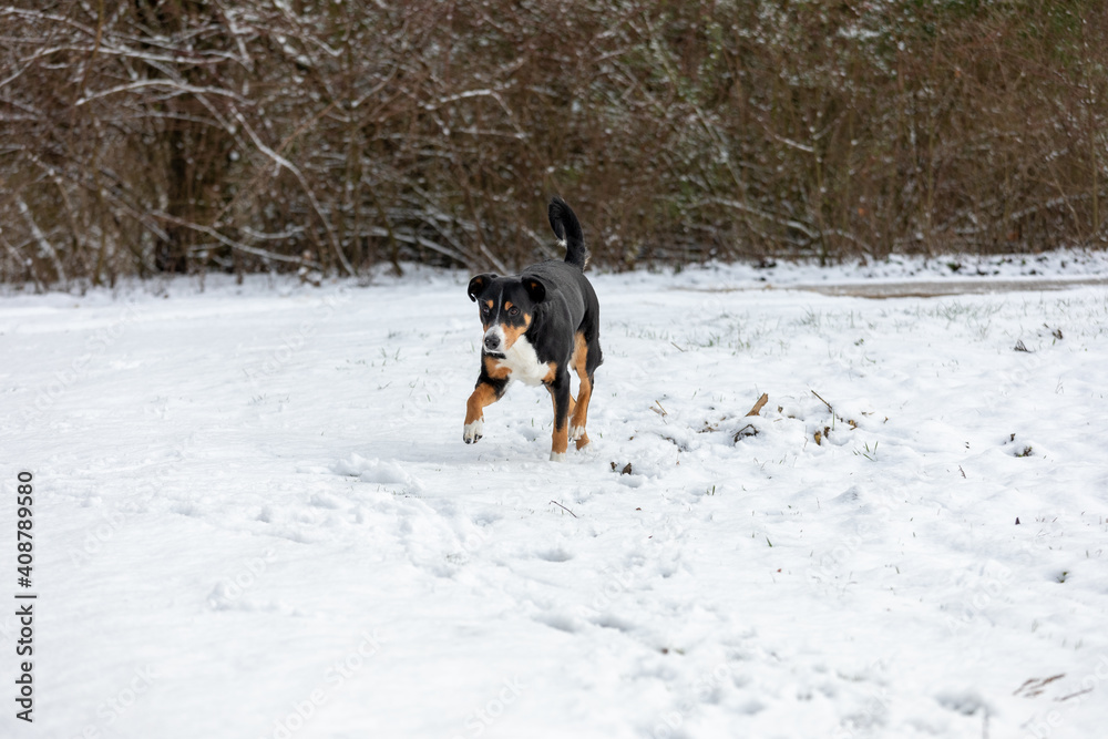 Cute (appenzeller sennenhund) Dog walk in the snow Cute (appenzeller sennenhund) Dog walk in the snow