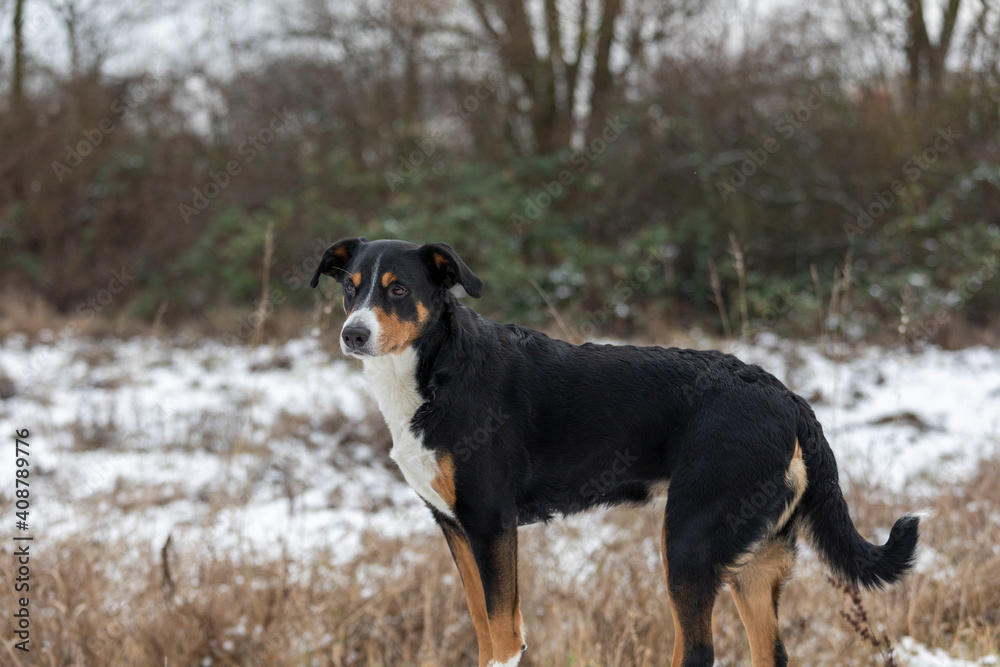 standing dog in the forest, appenzeller sennenhund