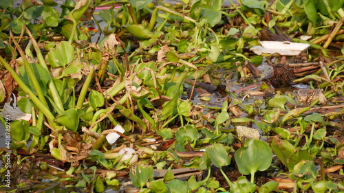 Water pollution - Plastic and foam garbage floating with water hyacinth weed on surface of the Chaopraya river,Thailand Environmental problem caused by human activity