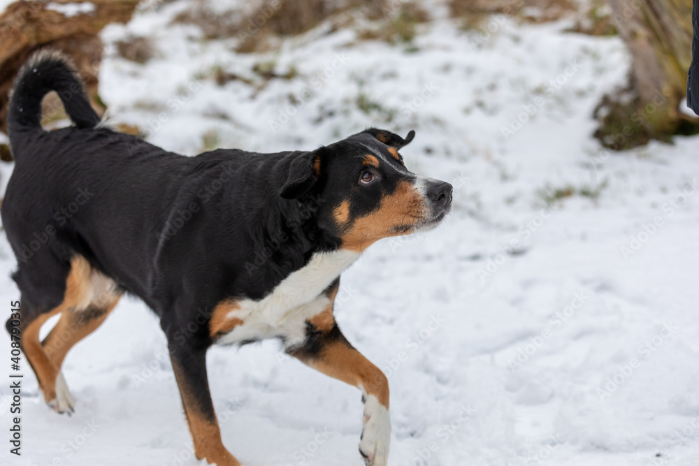 Cute (appenzeller sennenhund) Dog walk in the snow