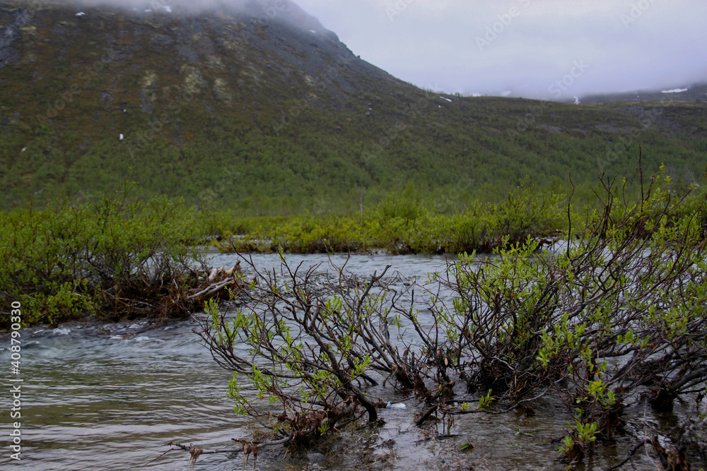 Beautiful green landscape on a cloudy day. Bushes grow in the water of the river flowing in the mountains. Young green foliage on trees on the river bank. Beautiful green landscape on a cloudy day. Bushes grow in the water of the river flowing in the mountains. Young green foliage on trees on the river bank.