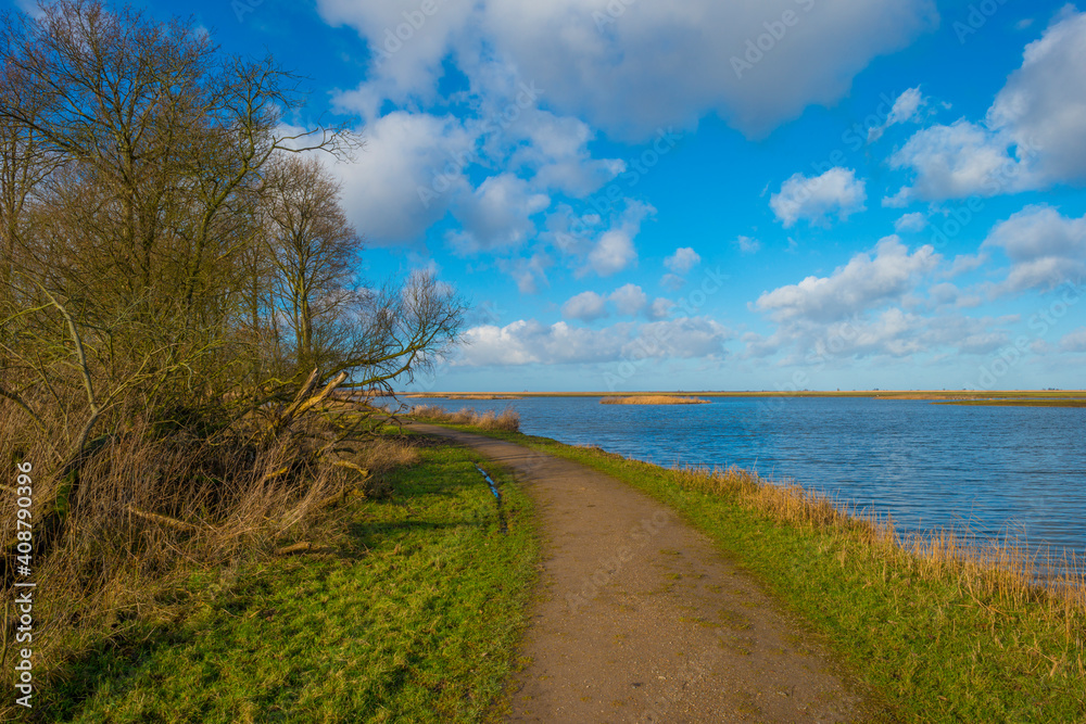 The reedy edge of a lake in a green grassy field in wetland in sunlight under a blue sky in winter, Almere, Flevoland, The Netherlands, January 24, 2021