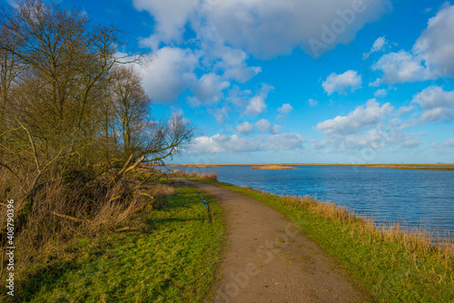 Fototapeta Naklejka Na Ścianę i Meble -  The reedy edge of a lake in a green grassy field in wetland in sunlight under a blue sky in winter, Almere, Flevoland, The Netherlands, January 24, 2021