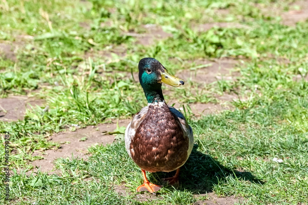 Bird duck mallard (drake) on the background of green grass close-up in summer Bird duck mallard (drake) on the background of green grass close-up in summer