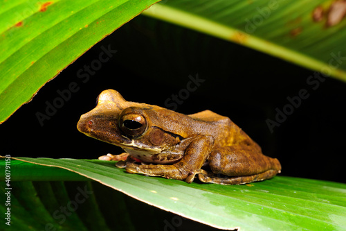  Sri Lanka whipping frog // Sri Lanka Ruderfrosch (Polypedates cruciger) - Sri Lanka photo