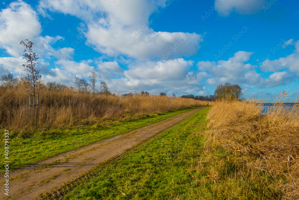 The reedy edge of a lake in a green grassy field in wetland in sunlight under a blue sky in winter, Almere, Flevoland, The Netherlands, January 24, 2021 The reedy edge of a lake in a green grassy field in wetland in sunlight under a blue sky in winter, Almere, Flevoland, The Netherlands, January 24, 2021